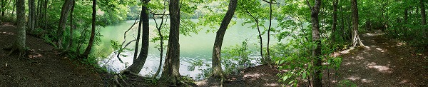桑沼