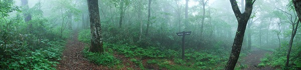 北泉ヶ岳山頂と三峰山への分岐点